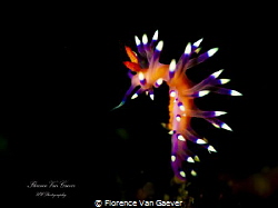 Flabellina, pic taken with snoot by Florence Van Gaever 